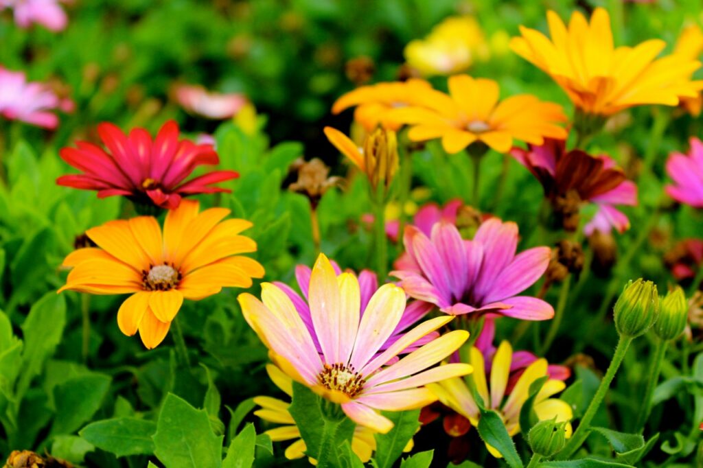 Red, yellow, and pink flowers in a field